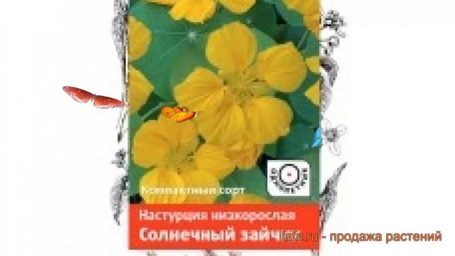 Настурция низкорослая Солнечный зайчик ? обзор: как сажать, семена настурции Солнечный зайчик смотреть онлайн