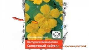 Настурция низкорослая Солнечный зайчик ? обзор: как сажать, семена настурции Солнечный зайчик