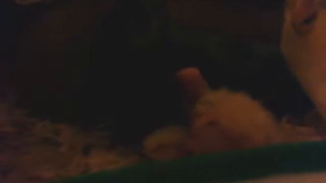 Cockatiel Chick Feeding смотреть онлайн