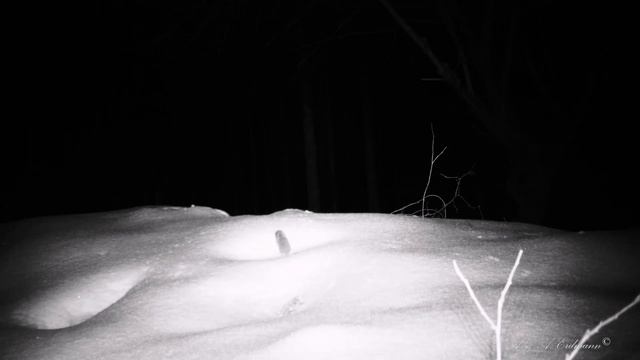 TRAIL CAMERAS IN THE WOODS Лесные куницы, сойки, полёвки и мыши смотреть онлайн