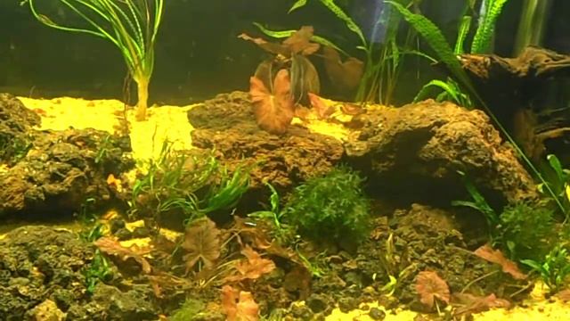 P5050001Аквариум и звук дельфина...... смотреть онлайн