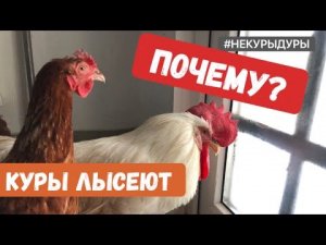Почему лысеют куры несушки.