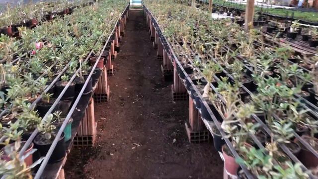 Mudas de Rosas do Deserto a R$ 12,00 na BLACK FRIDAY RD GARDEN CENTER смотреть онлайн