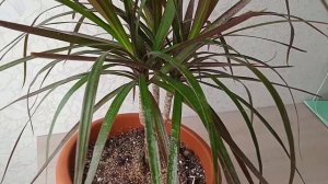 Что изменила в уходе и у драцены стала расти пышная верхушка и перестали сохнуть листья