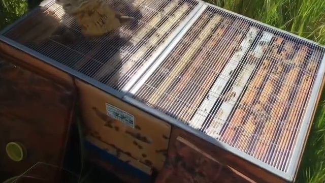 Иан Степплер: перевозка отводков на точки и постановка общих корпусов (Канада)