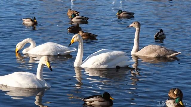 Лебеди зимуют на Алтае смотреть онлайн