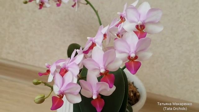 Dtps.Liu’s Berry | Цветение орхидеи фаленопсис Льюис Берри | Blossoming Dtps.Liu’s Berry | орхидея смотреть онлайн