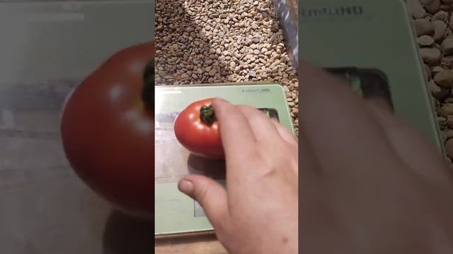 Обзор сорта томата Большой Новый гном смотреть онлайн