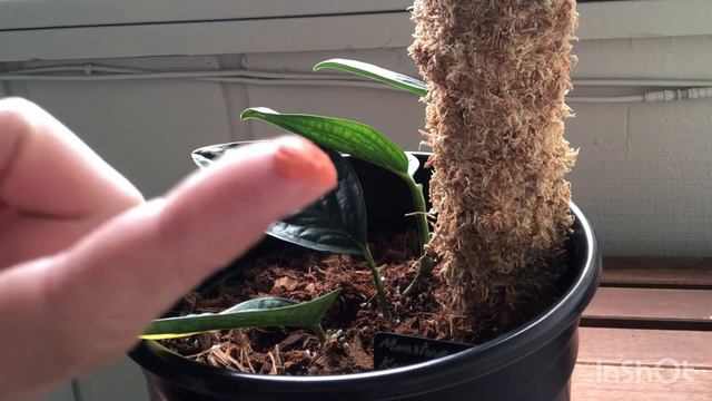 ยกยอดพลูปีกนกด่าง monstera karstenianum variegated смотреть онлайн