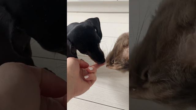 Сыр не любишь? #funny #котики #cat #dog #kitten #собакадругчеловека #такса #dogs #мята #2024 смотреть онлайн