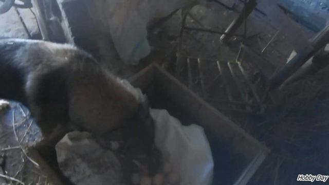 БУДКА ДЛЯ СОБАКИ подстилка на зиму. Заначка на сеновале. смотреть онлайн