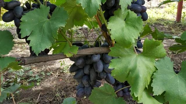 Виноград Первенец ОГРОМНЫЕ ЯГОДЫ !!! 4 сентября 2021 г. смотреть онлайн