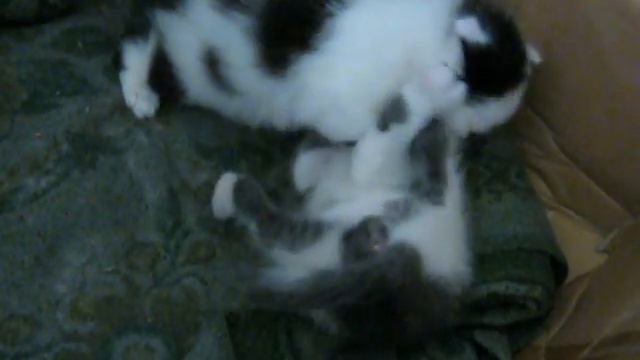Котята дерутся смотреть онлайн