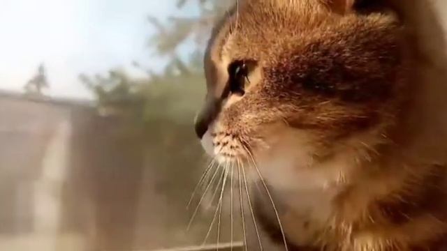 Горячие бутерброды. "Мини-пицца" ? смотреть онлайн