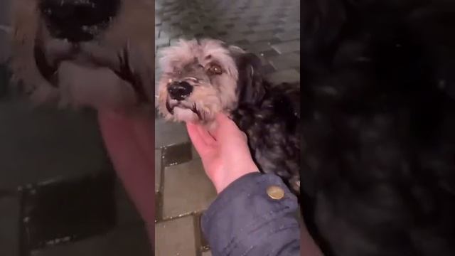 ГРЕЙ метис йорка )) добрый и ласковый песик смотреть онлайн