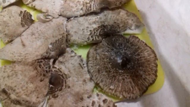 Гриби смаком курячого м'ясаMushrooms with the taste of chicken meat/Pilze mit Hühnerfleischgeschmac смотреть онлайн