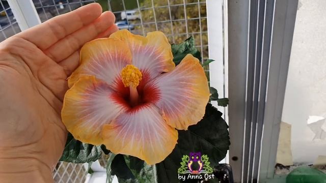 #Гибискус ? Shueishalian Fiesta смотреть онлайн