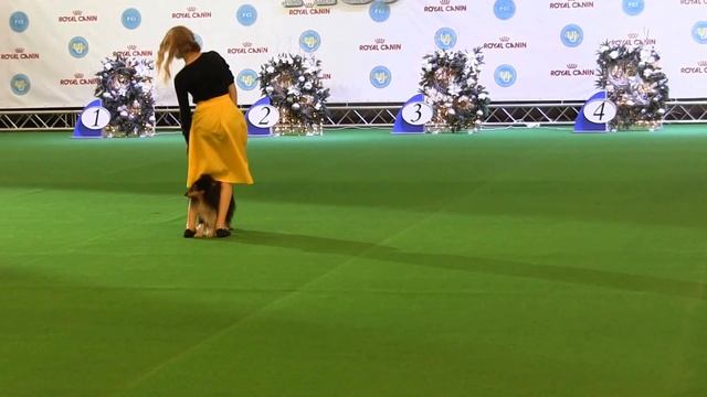 Калинина Анна и Дей. Танцы с собаками "Киевская Русь 2015" смотреть онлайн