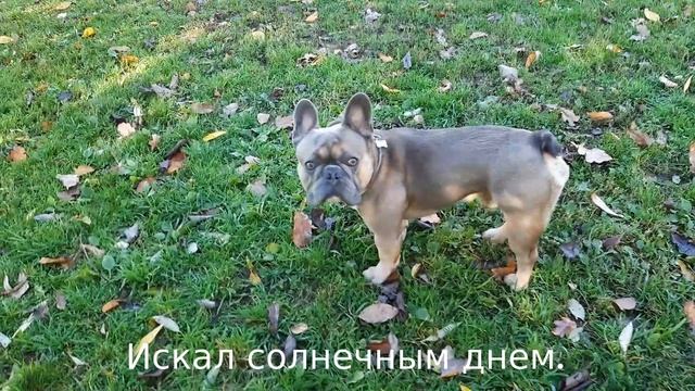 Французский бульдог Шон. Сыщик