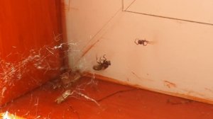 Муха попала в паутину. Паук в ожидании обеда не дает ей вырваться. A fly is caught by a spider.