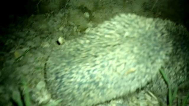 спаривание у ежей смотреть онлайн