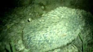 спаривание у ежей