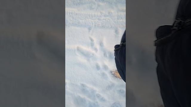 Босиком по снегу, день 12!? смотреть онлайн