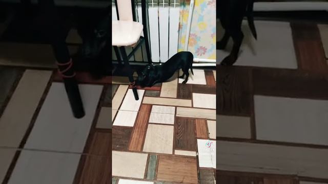 той терьер. так удобнее... а ваш так делает смотреть онлайн