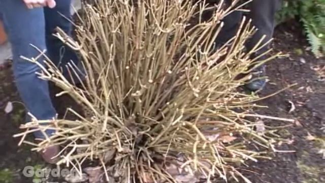 Spring hydrangea care смотреть онлайн