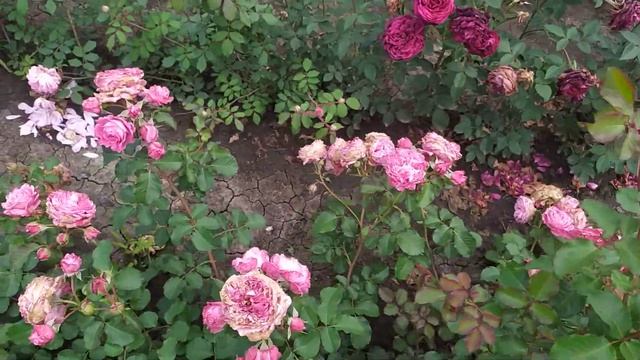 МАРИ КЮРИ (Marie Curie , Romantic Dreams), Meilland Франция, 1996 г. Шрабы (Modern Shrub) смотреть онлайн