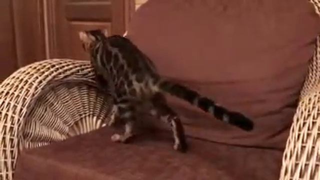 Бенгальский котёнок