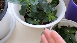 Как заставить цвести каланхоэ?