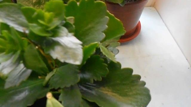 Каланхоэ. Уход и размножение в домашних условиях. смотреть онлайн