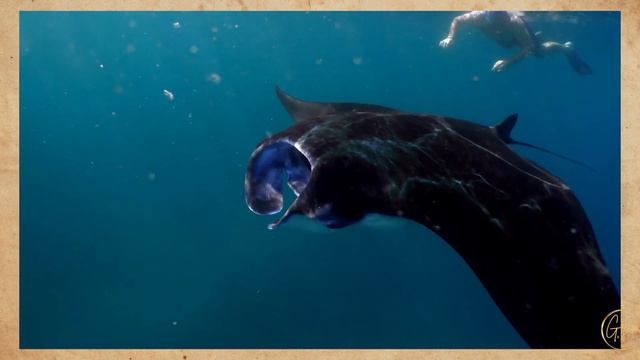 Exploring the Evolution of Diving: From Ancient Origins to Modern Scuba | History Unearthed смотреть онлайн