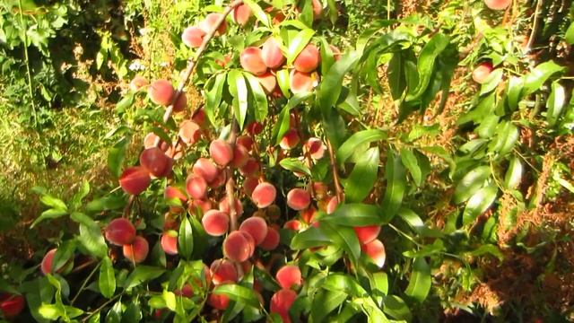 Дача. Огромный урожай персиков !!! смотреть онлайн