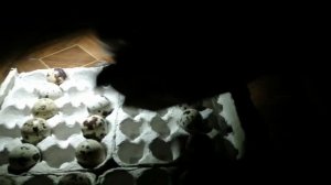 Проверяем перепелиные яйца на оплод.