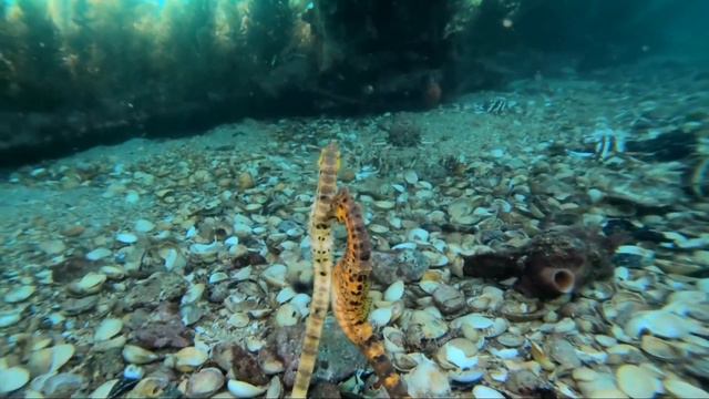 Потрясающее видео запечатлело момент как Морской Конек передаёт яйца партнеру! В конце СЮРПРИЗ смотреть онлайн