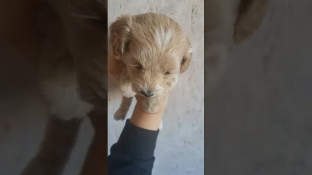 мальтипу щенки#милота #мальтипу 89778029398 смотреть онлайн