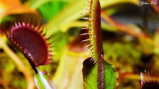 Carnivorous Plants | Timelapse | Dionaea Muscipula & Drosera