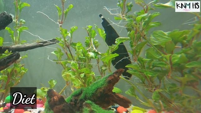 Black ghost knife fish | Black ghost knife fish care guide | Knife fish care смотреть онлайн