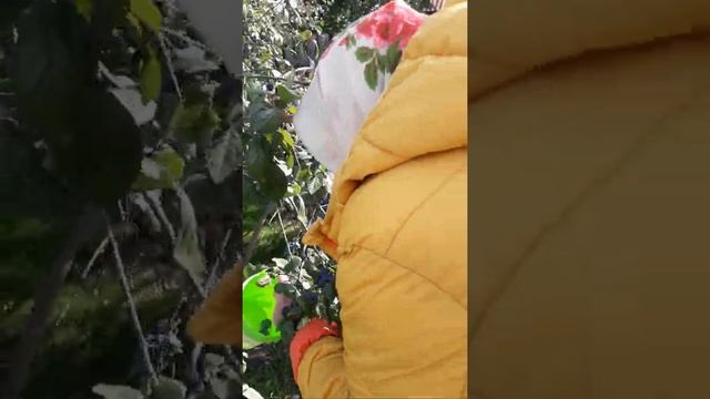 как мама собирала тёрн... смотреть онлайн