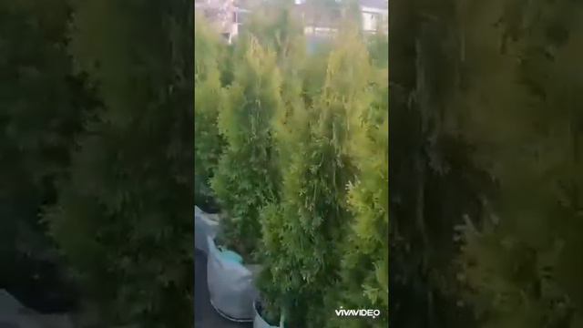 Мир Деревьев - WorldTrees смотреть онлайн