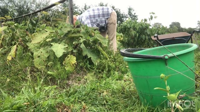 Мой сад и огород в начале сентября. ??????