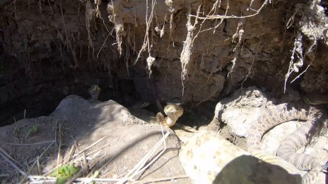 Inside a Rattlesnake Den 4K смотреть онлайн