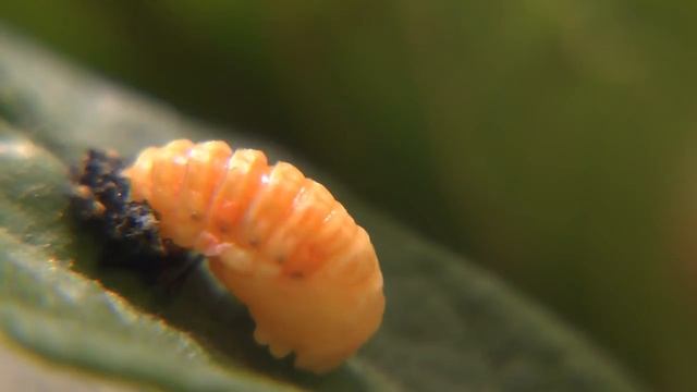 Личинка божьей коровки Adonia variegata смотреть онлайн