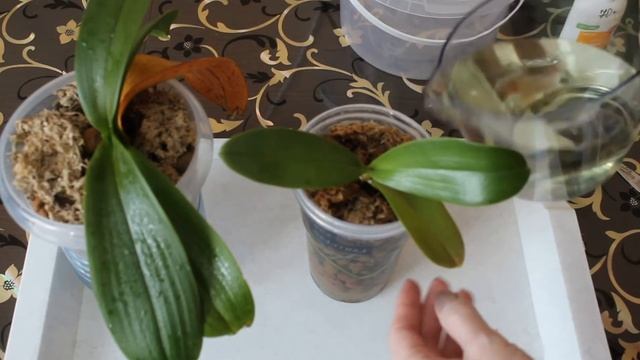 НВ-101 и Янтарин!!! Обработка удобрениями орхидей в керамзите!!! смотреть онлайн