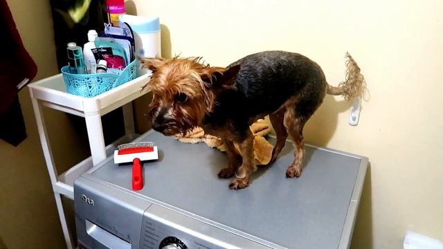 Йорк Дези принимает ванну! Моем и сушим феном! смотреть онлайн