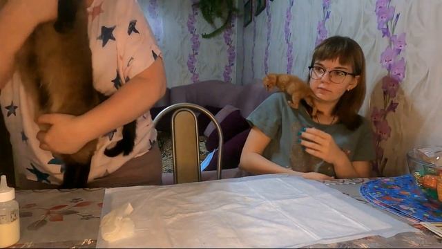 МУКБАНГ/ Мама дома. Котам молоко, детям чай смотреть онлайн