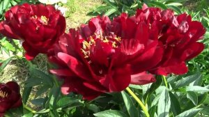 Пион Бакай Белл / Peony Buckeye Belle - Сад на Волхове