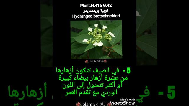 كوبية بريتشنايدر
Hydrangea bretschneideri смотреть онлайн